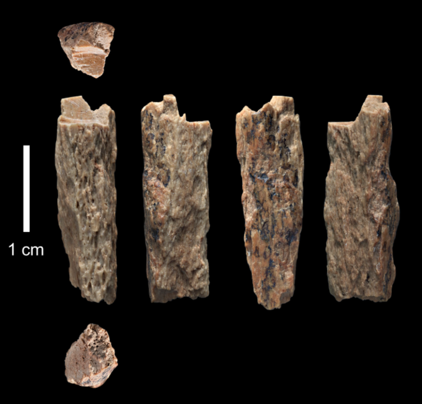 Scientists find ancient teenage girl had parents from different human ...