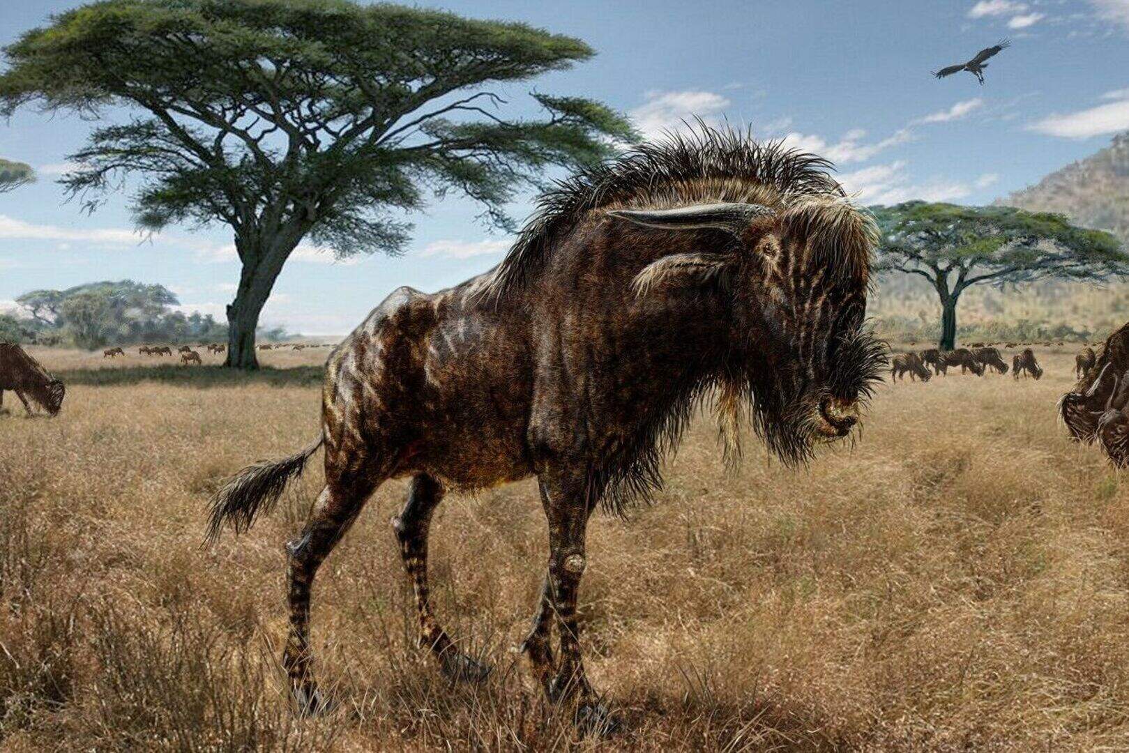 Ancient 'wildebeest' used nasal trumpet to keep in touch with herd ...