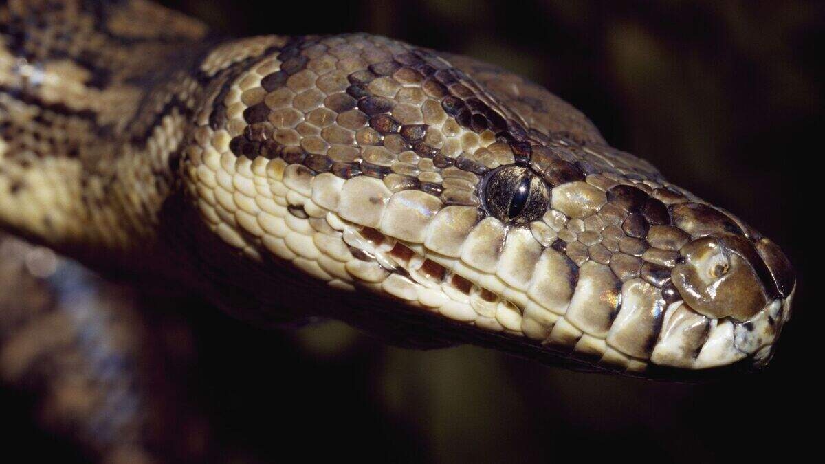 Co Antrim woman who abandoned pythons, frog, rabbit and fish is handed ...