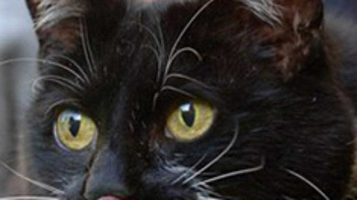 Introducing Sybil, Downing Street's first cat for a decade | Belfast ...