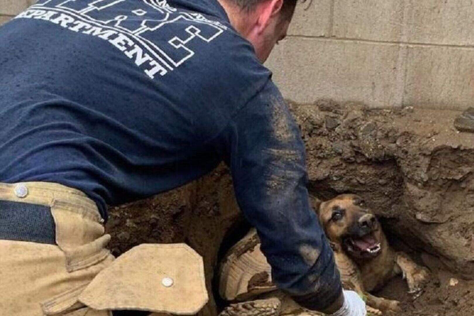 Firefighters called as man, dog and tortoise all get stuck in hole ...