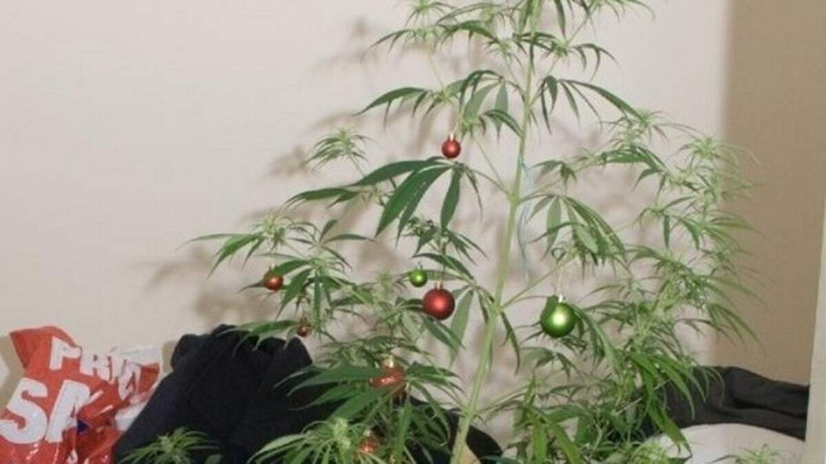 Cannabis 'tree' grower behind bars | Belfast Telegraph