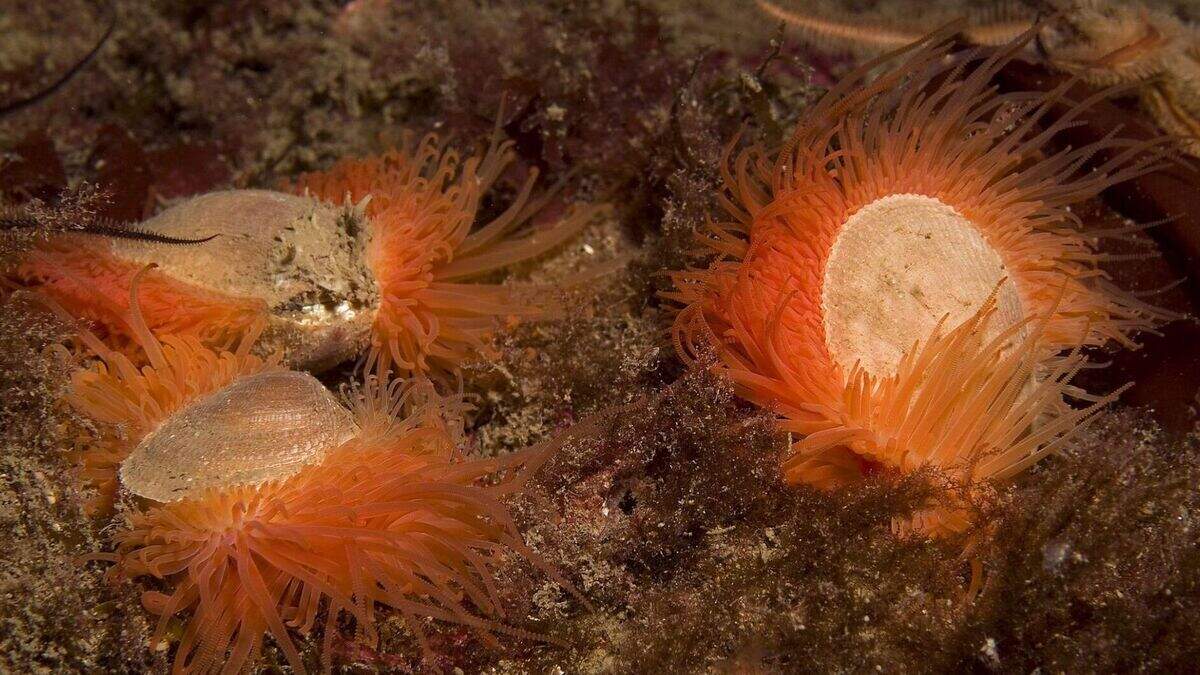 Loch reveals world’s biggest known colony of ‘brilliant but shy’ flame ...