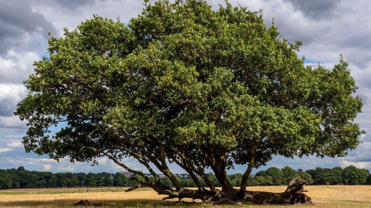 Tree of the Year shortlist unveiled for public vote | Belfast Telegraph