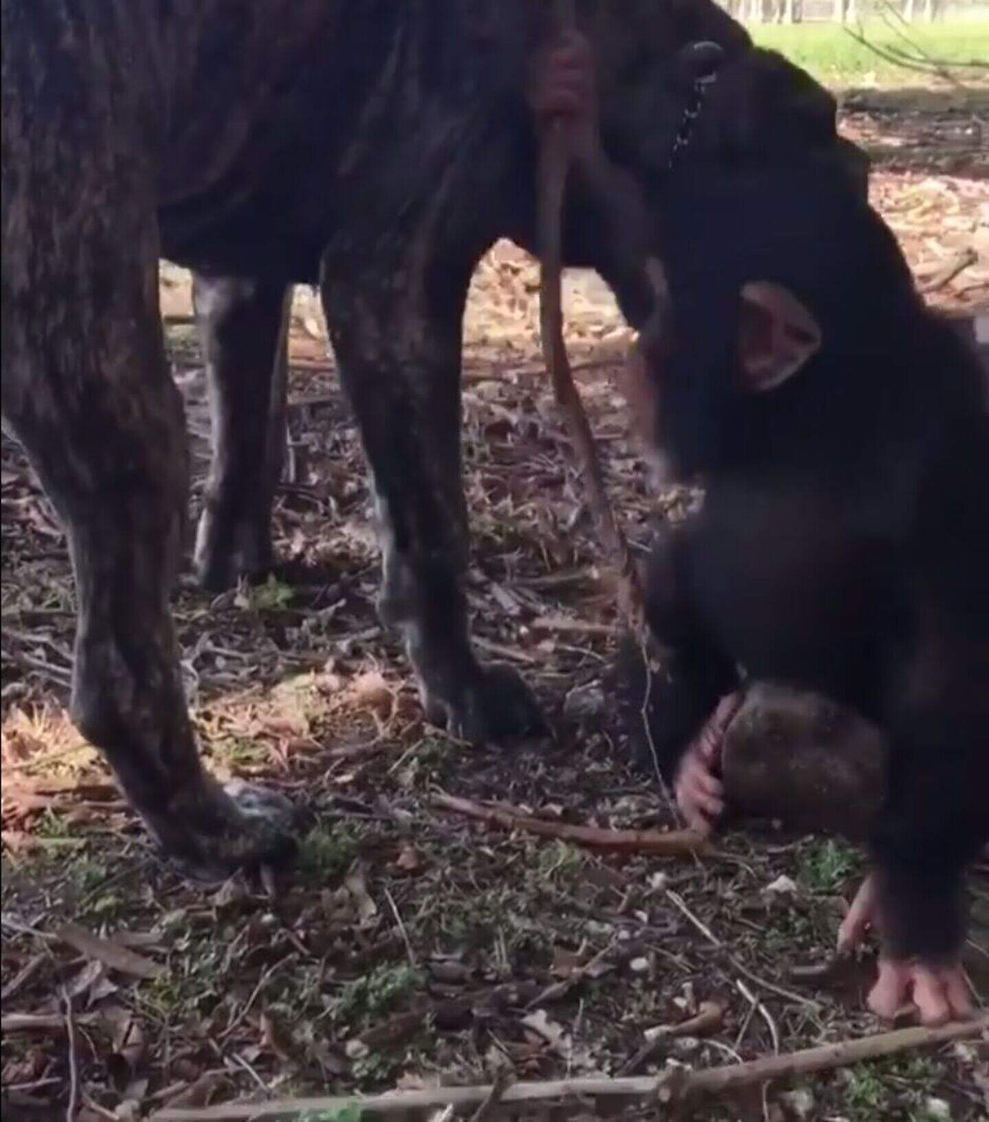 A dog and a chimpanzee at a wildlife sanctuary have become best mates ...