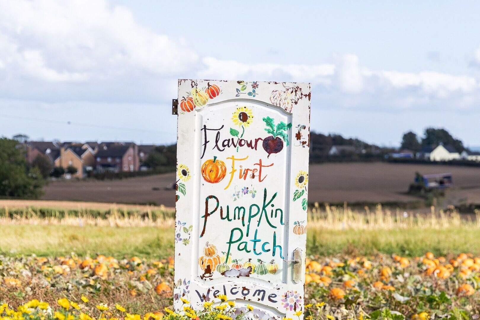 How Flavour First Farm in Donaghadee became a hub of the community ...