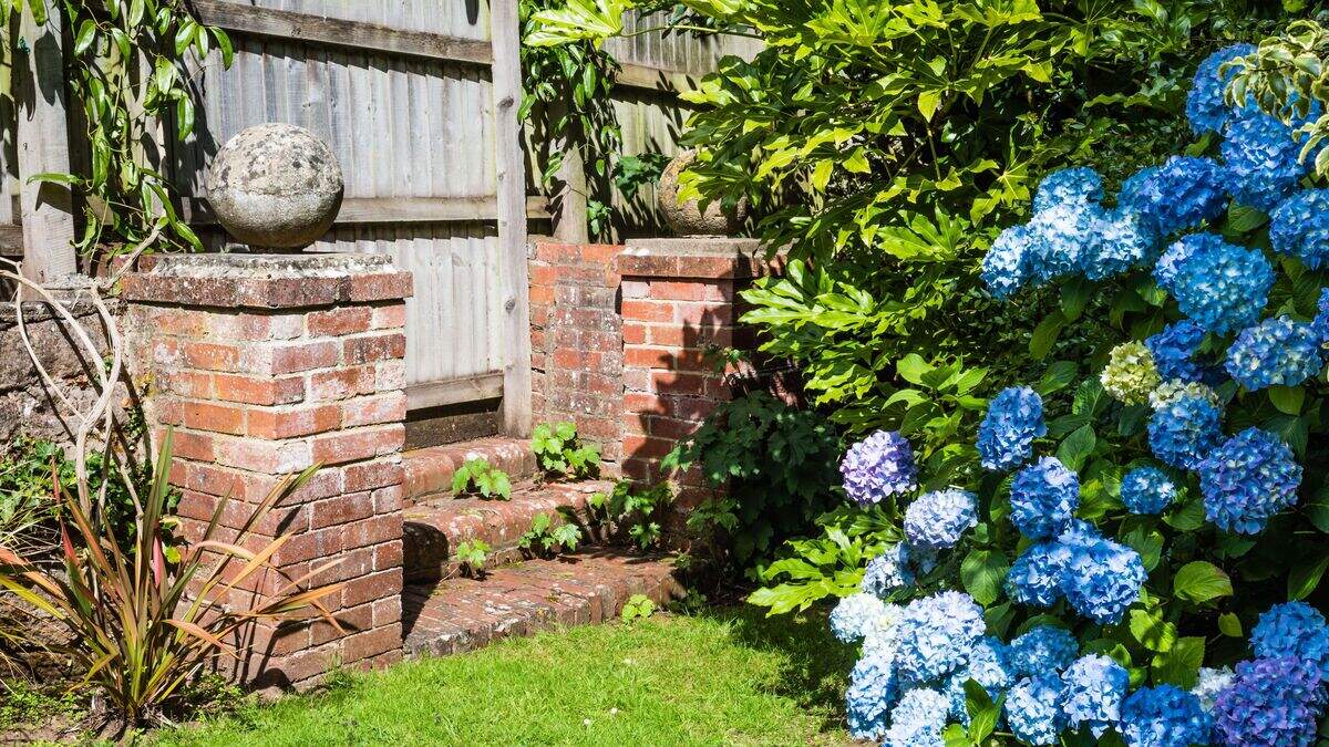 Don’t replace struggling plants ‘like for like’ as temperatures rise ...