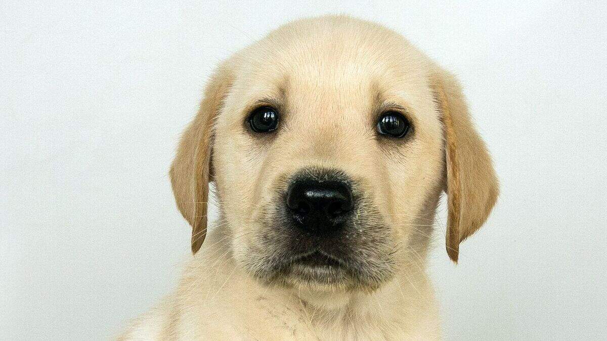 Northern Ireland Elvis fan club sponsors blind charity pup Presley ...