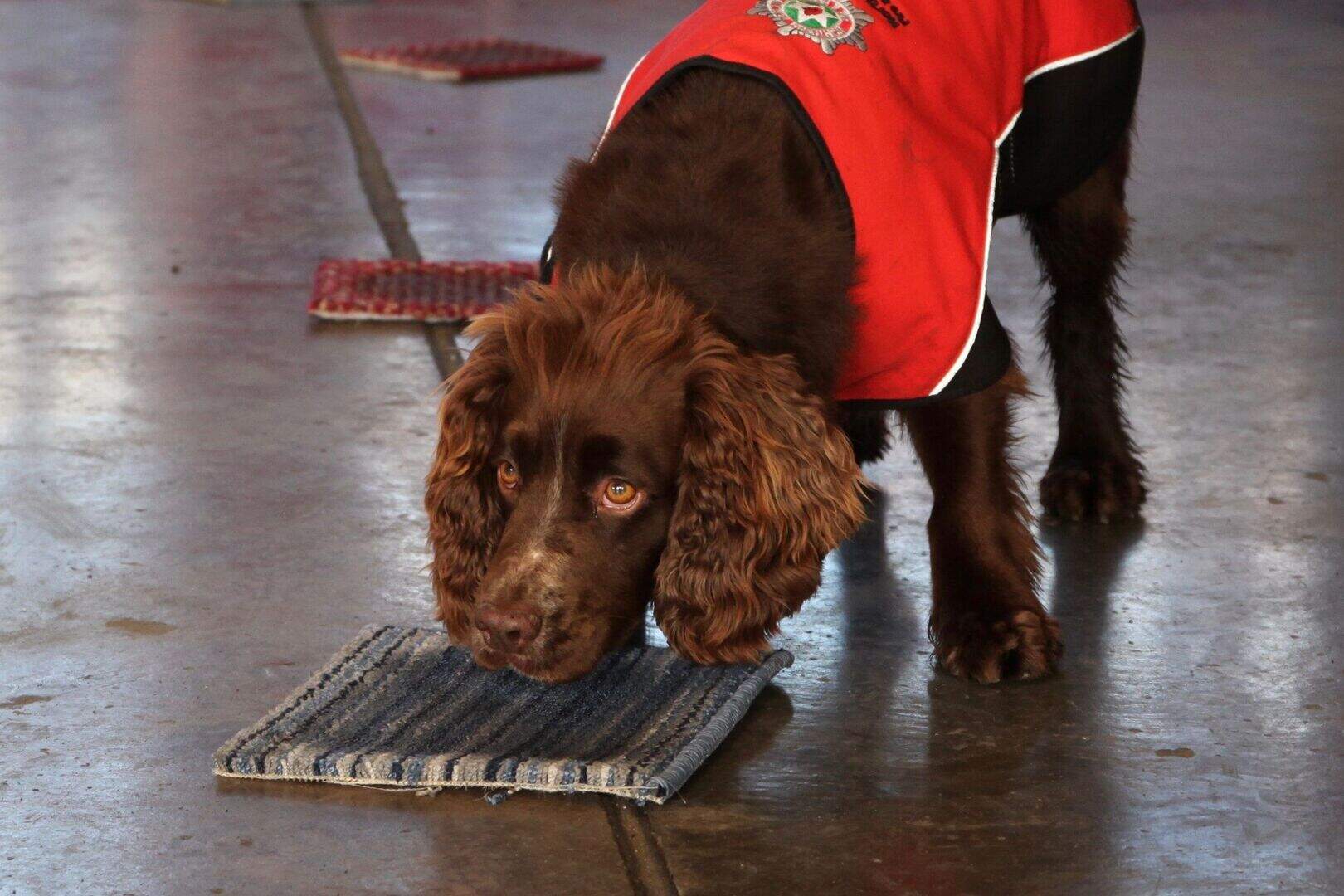 Reggie the cocker spaniel helping sniff out arson | Belfast Telegraph