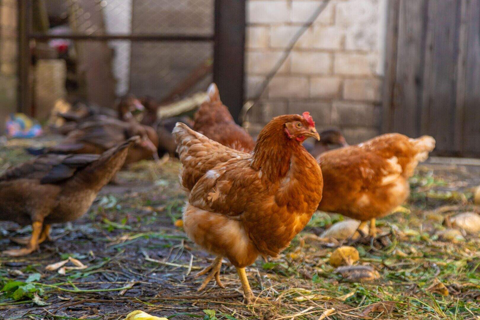 Third suspected case of bird flu in Co Tyrone ‘very concerning ...