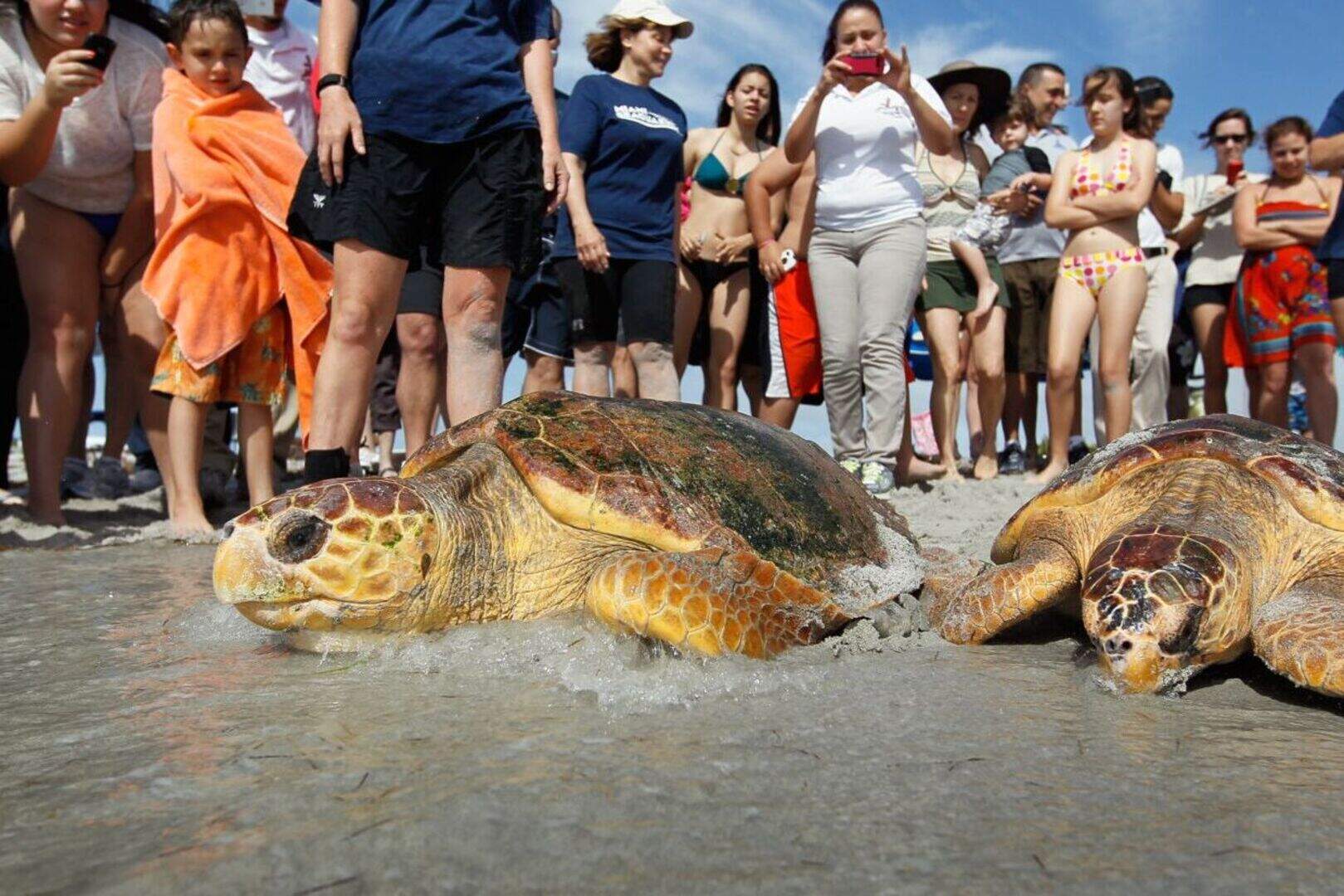 Fighting for survival... 'Columba' the Caribbean turtle who took wrong ...