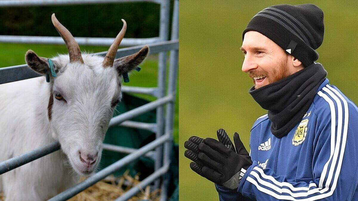 Lionel Messi poses with goats for photoshoot | Belfast Telegraph