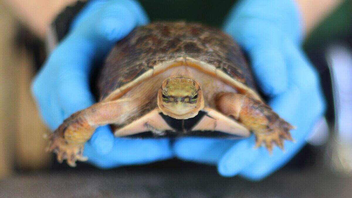 In Pictures: All creatures great and small tip the scales at zoo weigh ...