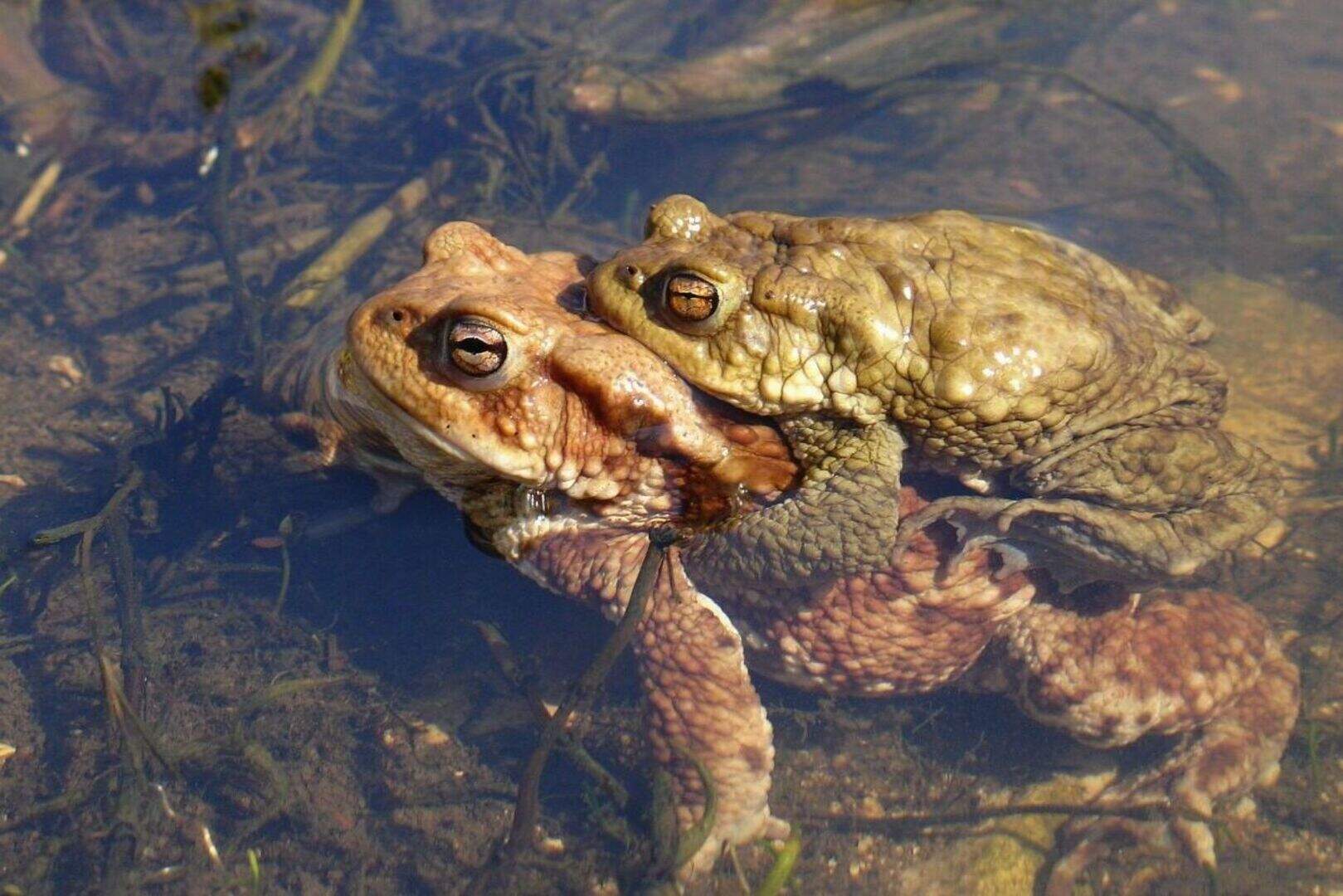 Toad numbers fallen by two-thirds in 30 years, figures say | Belfast ...