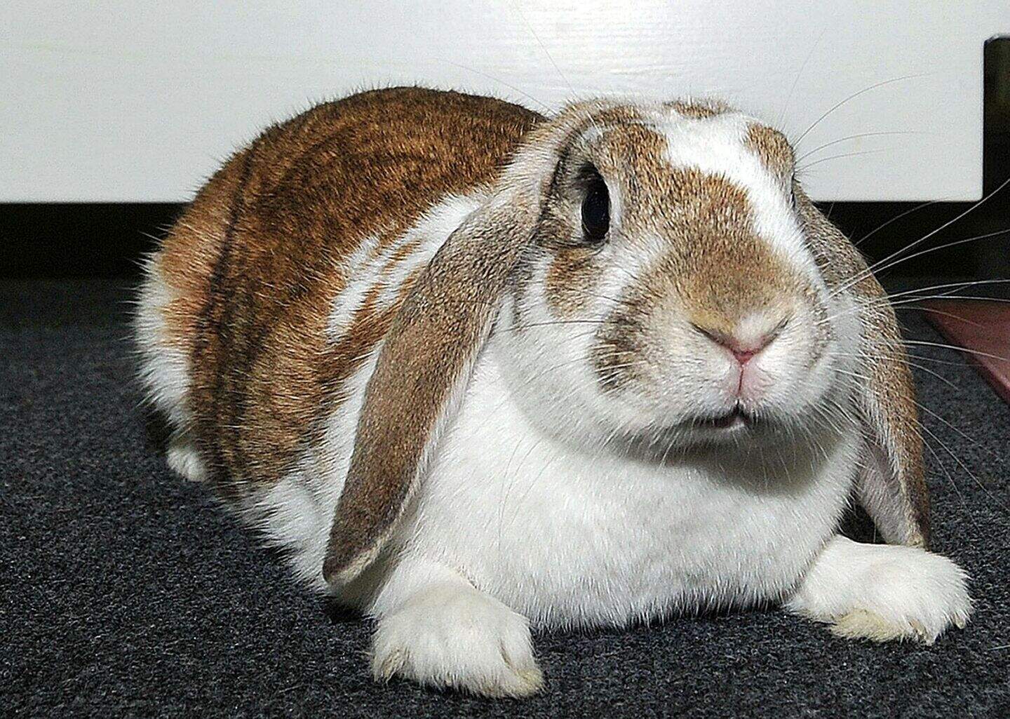 Rabbits domestication story a bit of a leap, researchers say | Belfast ...
