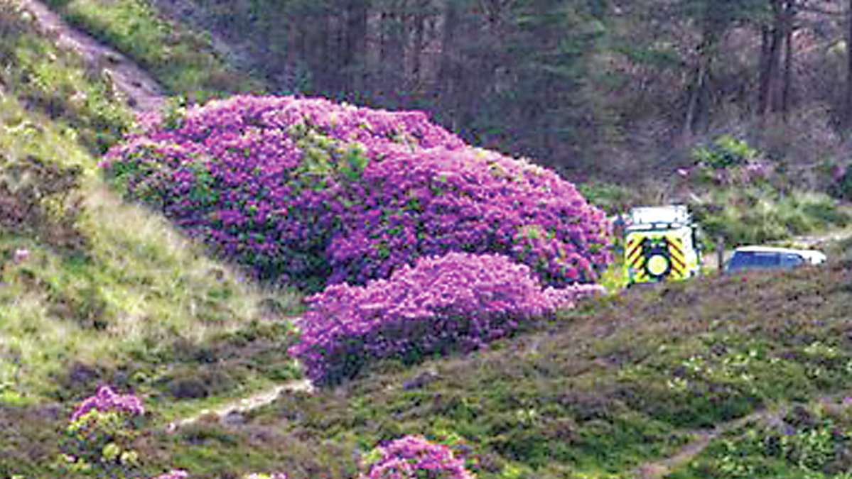 Duo rescued from Irish mountain wild rhododendrons | Belfast Telegraph