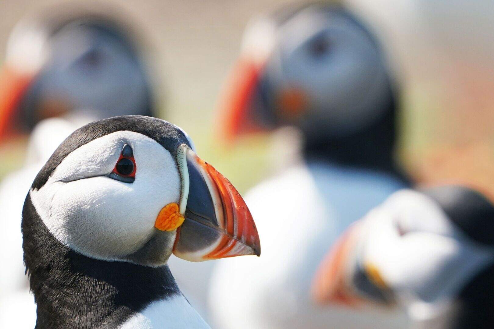 Plan to eradicate rats and ferrets in bid to save island’s seabirds ...