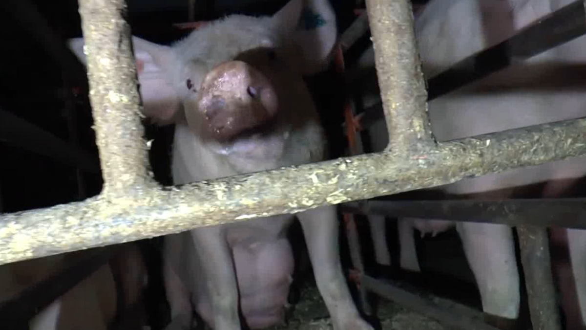 Vegan campaign ad banned over ‘misleading’ pig claims | Belfast Telegraph