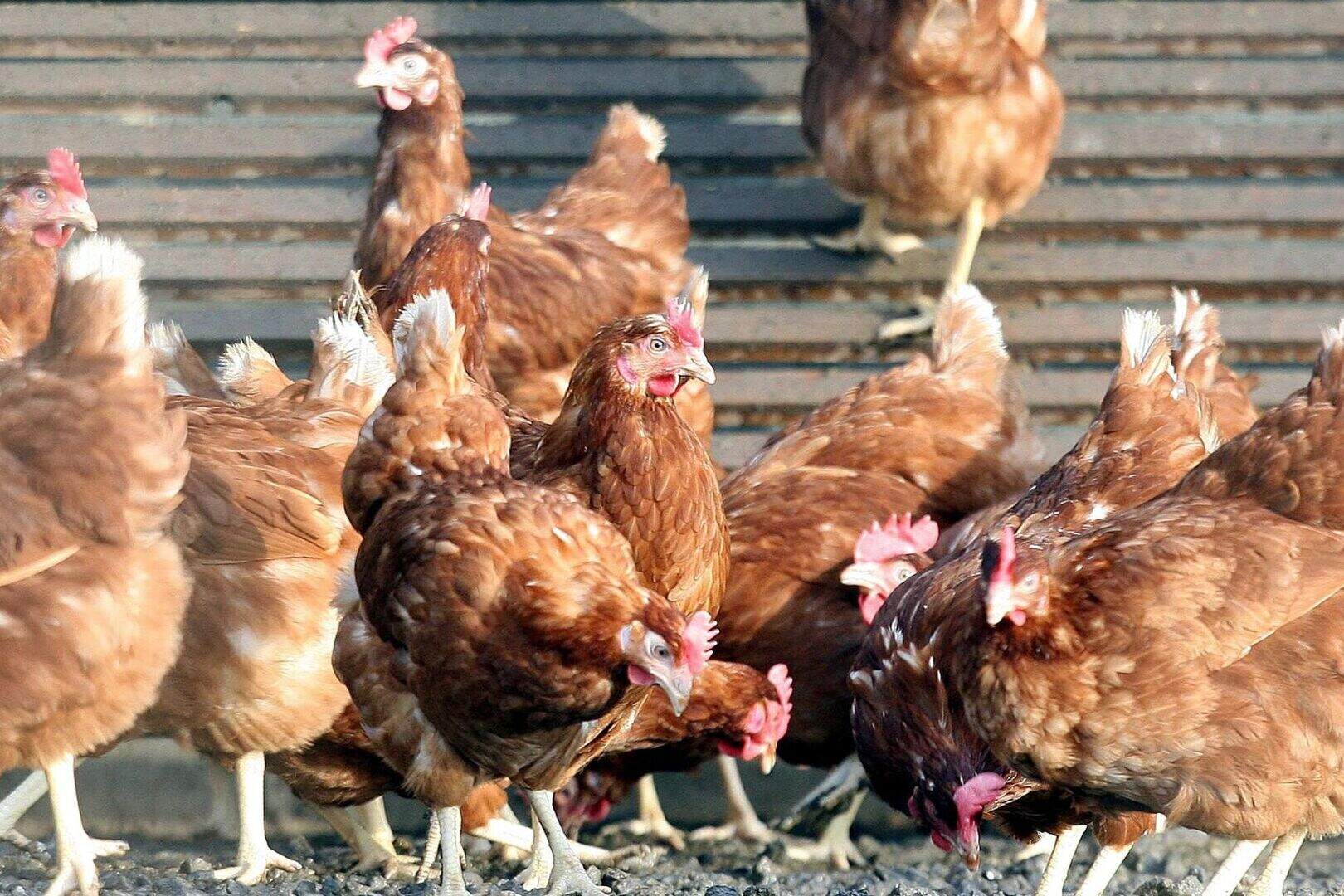 Genetically-modified chickens lay eggs from different poultry breeds ...