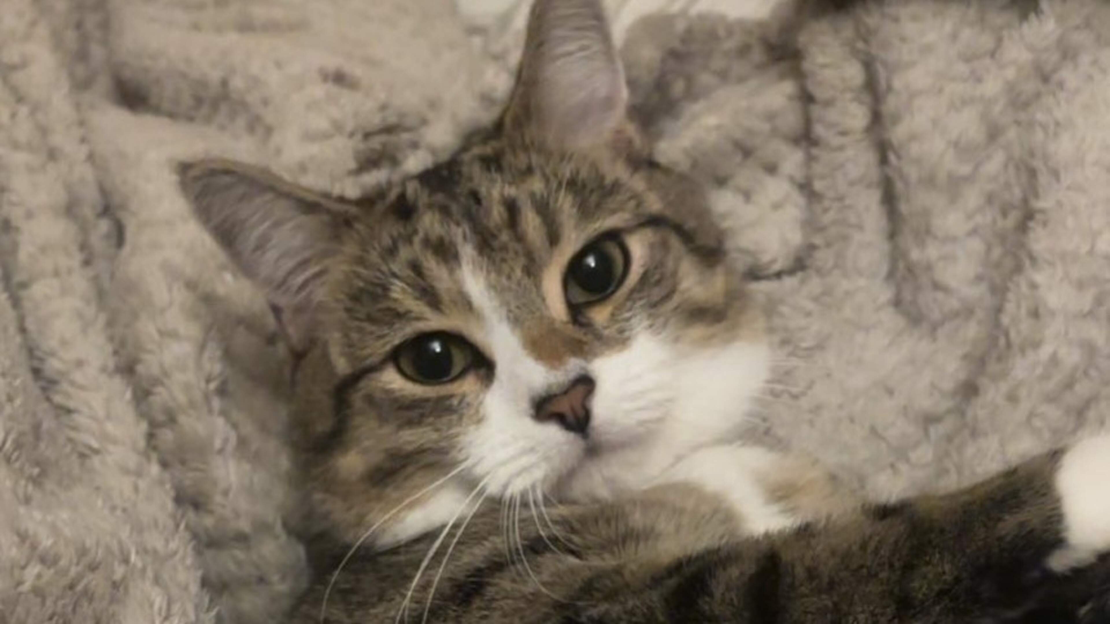 Woman and her children left devastated after their pet cat dies in tumble dryer accident