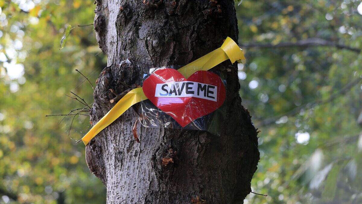 ‘Tree champion’ appointed to boost planting and curb urban felling ...