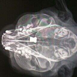 Cat escapes death by a whisker after being shot in eye with pellet gun ...