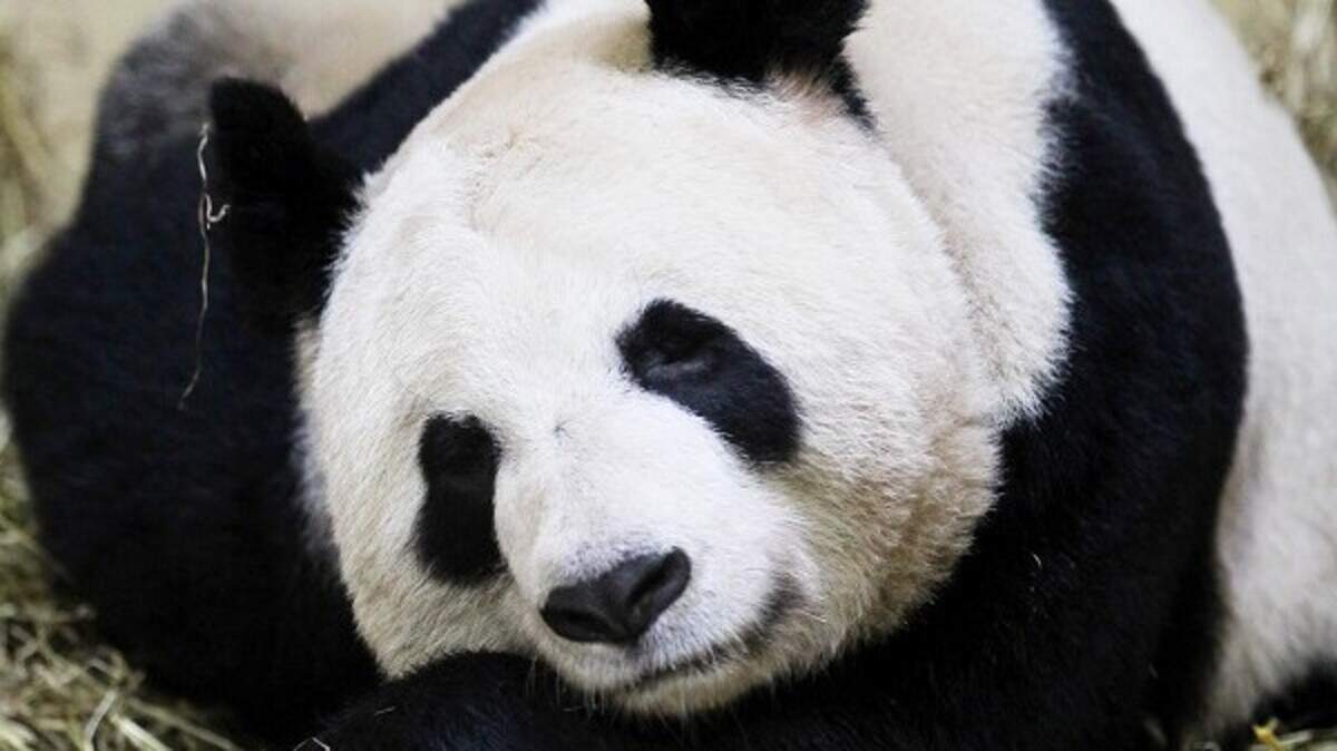 Poorly pandas removed from view | Belfast Telegraph