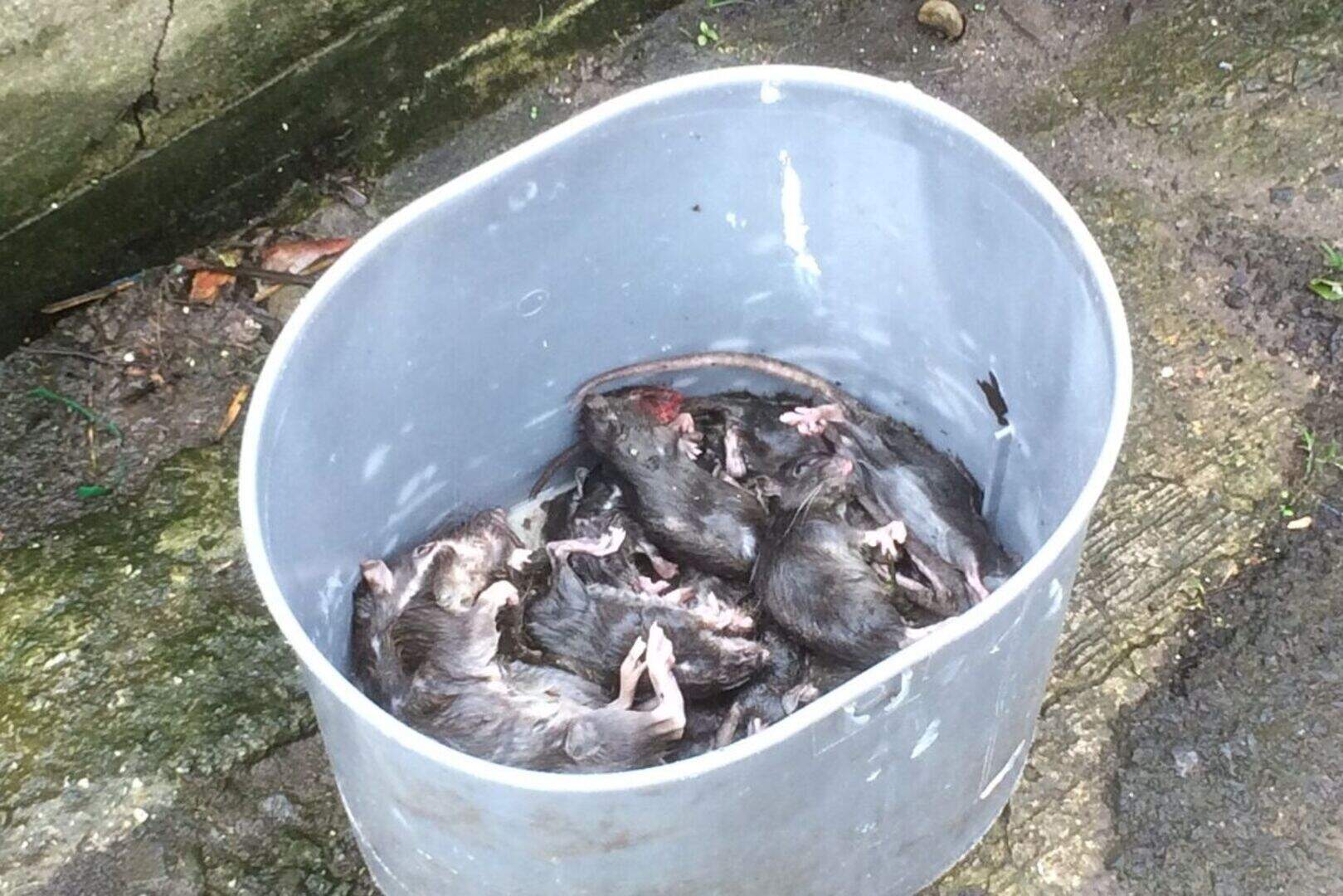 South Belfast home plagued with rat infestation | Belfast Telegraph