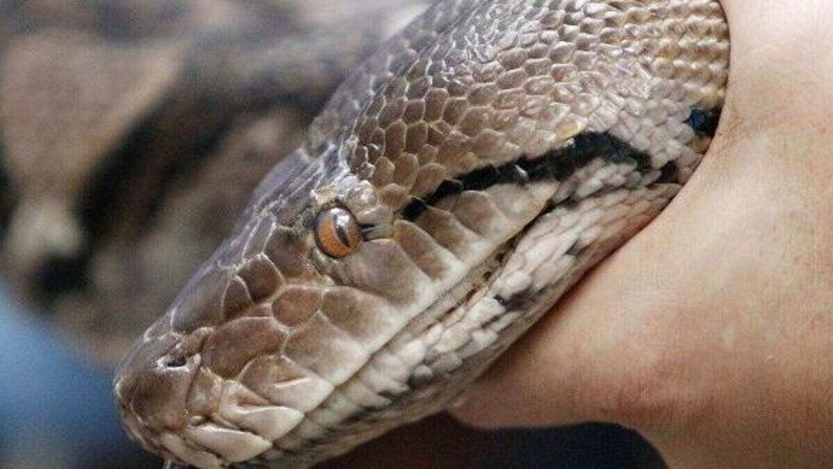 'Python' bites woman on night out | Belfast Telegraph