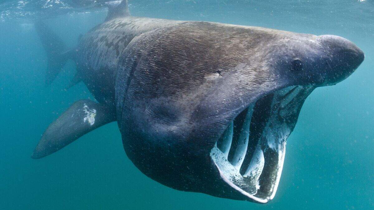 Secret lives of basking sharks caught on autonomous underwater camera ...