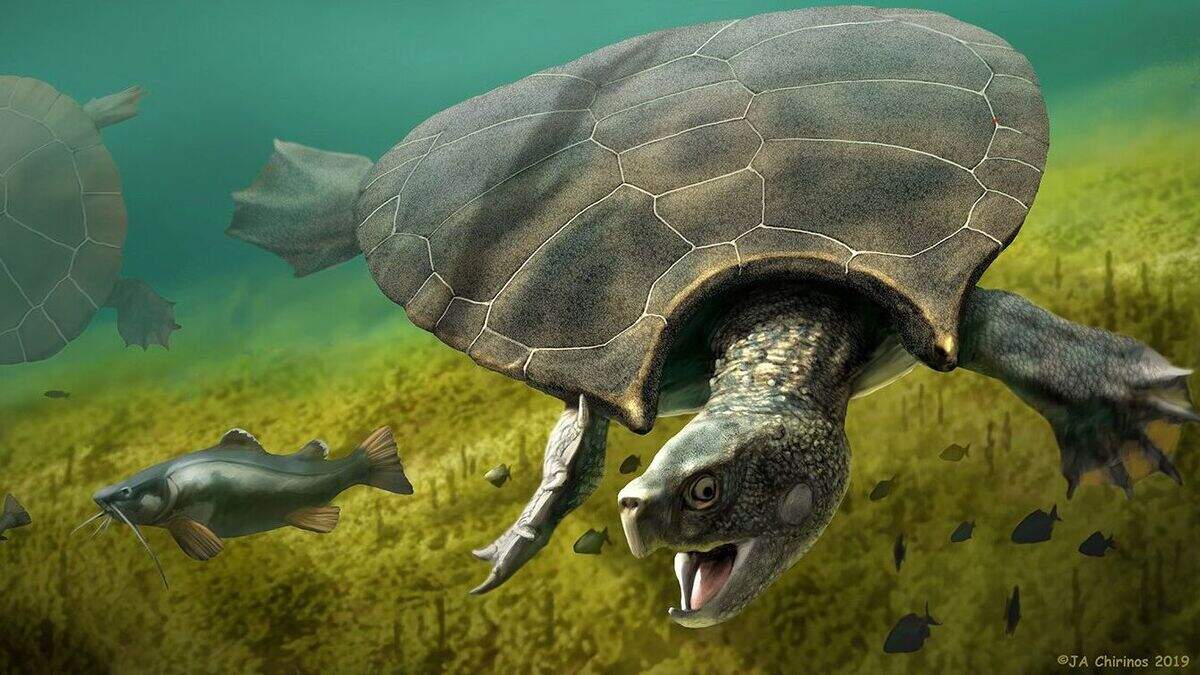 Giant extinct turtle’s horned shell may have been used for combat ...