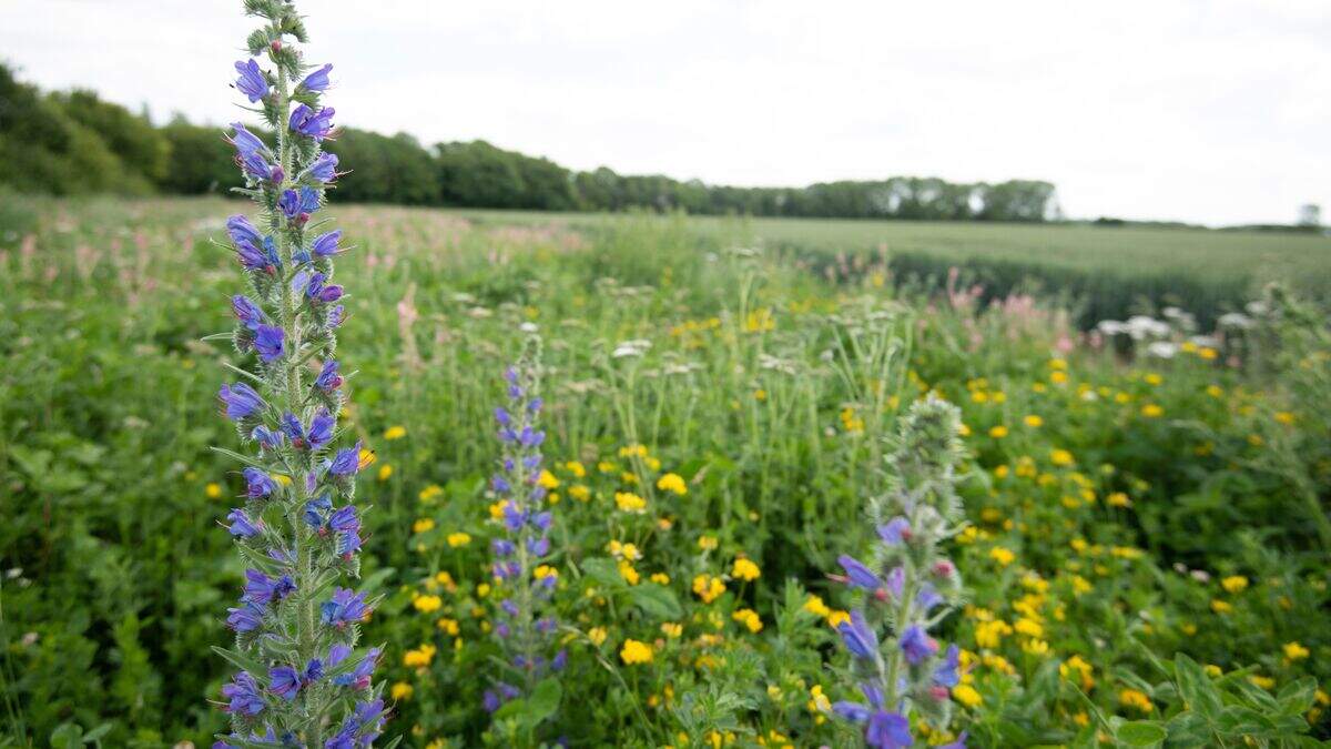 Bird populations boosted when 10% of farmland devoted to nature ...
