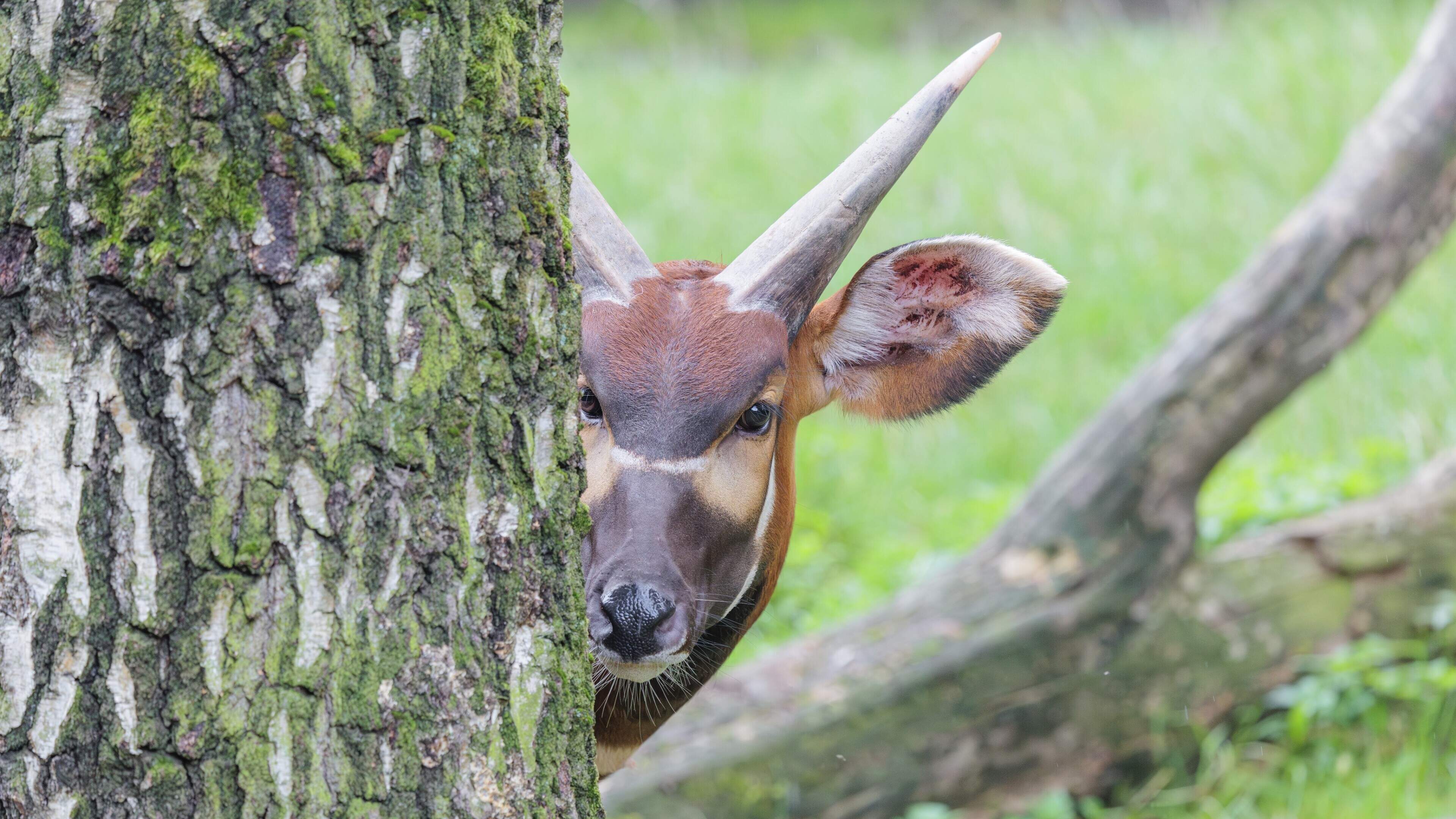 ‘Panic and confusion’ as animal escapes from its enclosure at Belfast Zoo