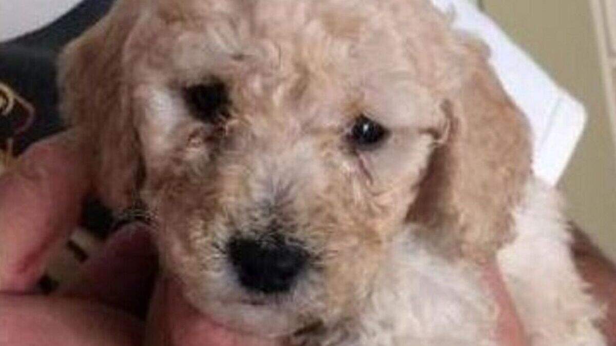 Seven stolen puppies back home | Belfast Telegraph