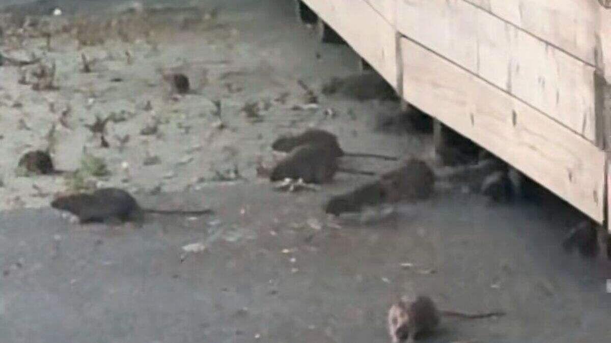 NI Council reveal findings of investigation into ‘rodent activity’ on ...