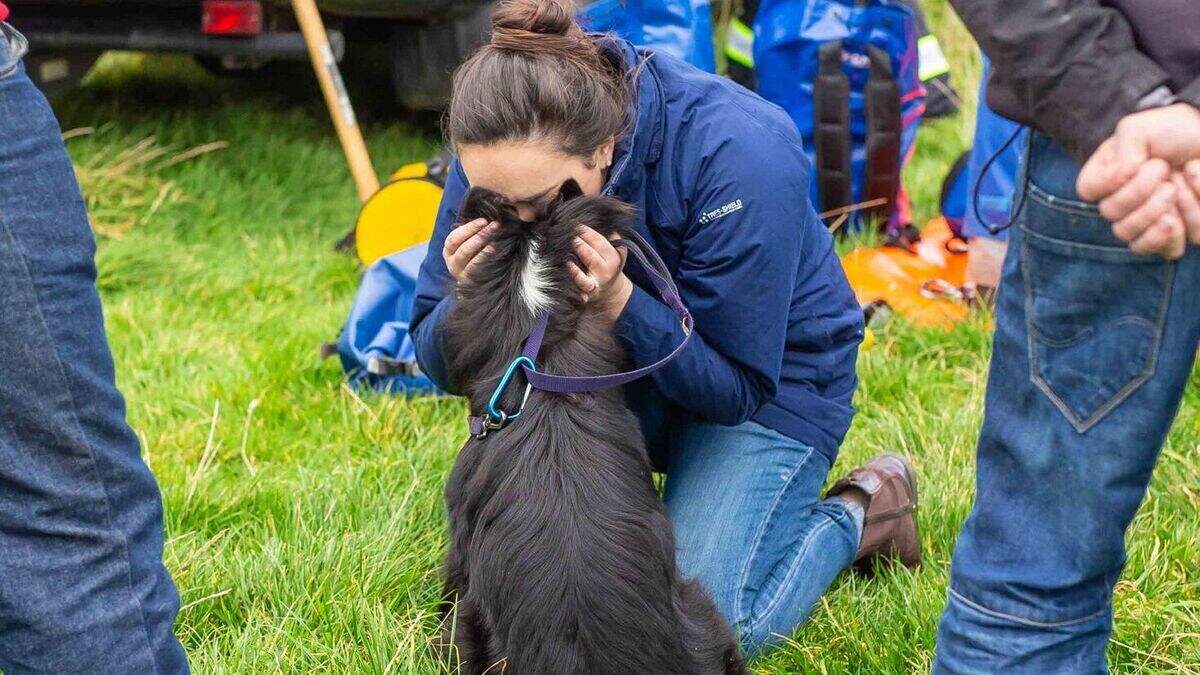 Dog rescued by Coastguard after falling 20ft off cliffs at Downhill ...