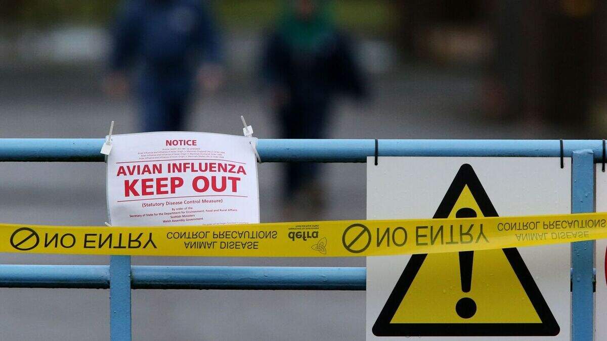 Bird flu concerns lead to restrictions at farm in Suffolk | Belfast ...