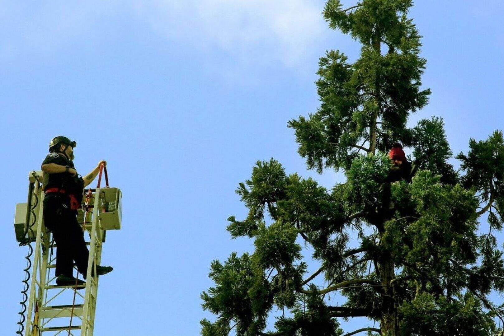 Man refuses to descend from tall Seattle tree | Belfast Telegraph