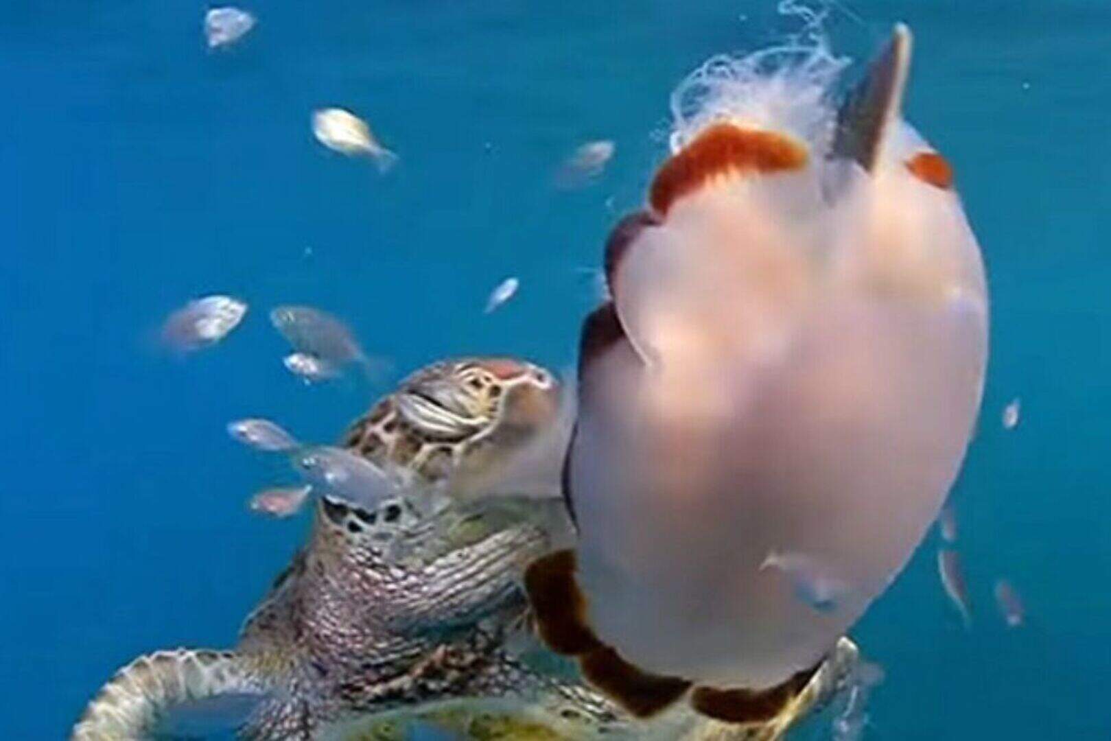 No hands? No flipping problem for sea turtles | Belfast Telegraph