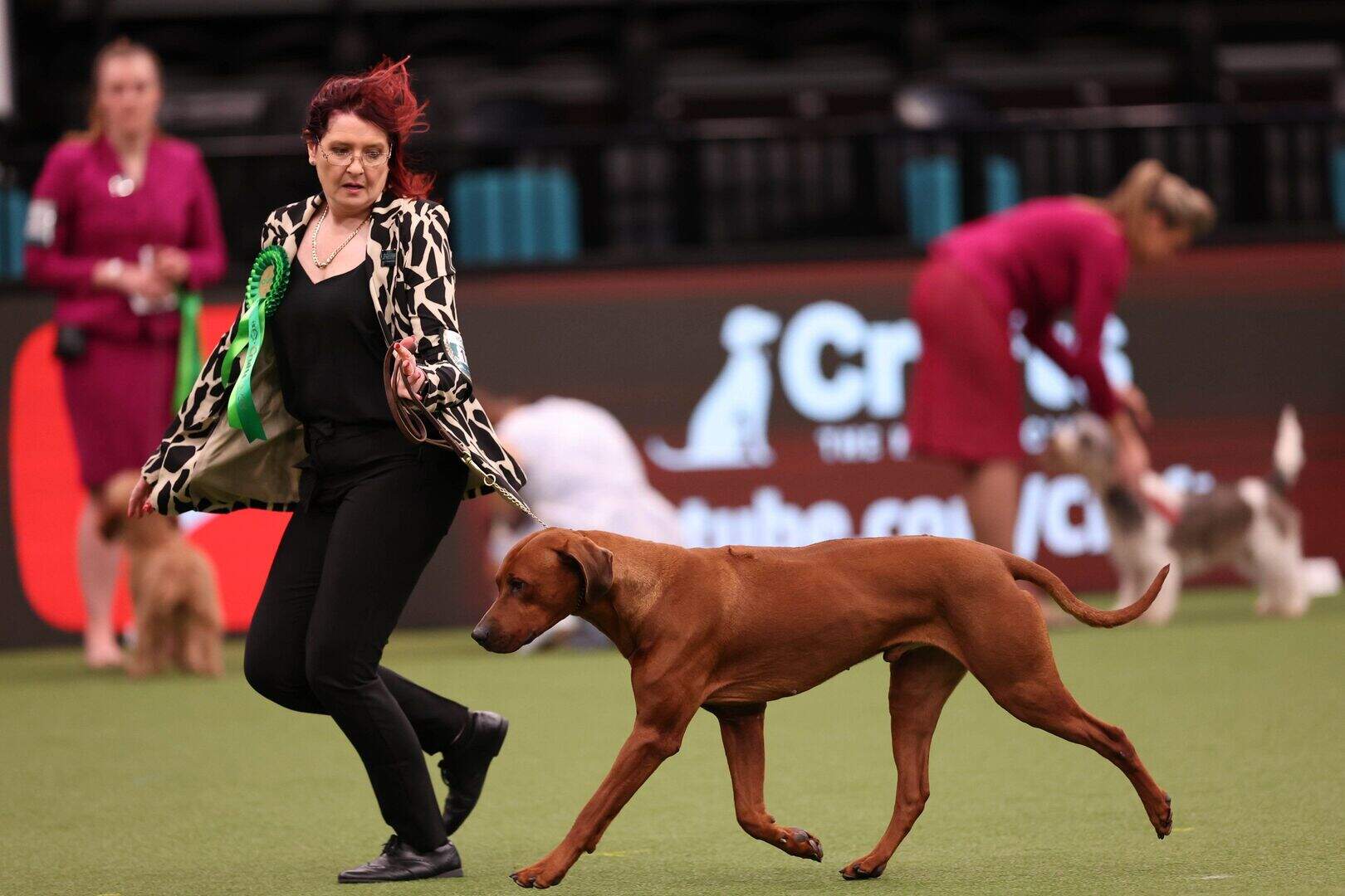 Crufts: Northern Ireland Rhodesian Ridgeback dog Khan wins Best in ...