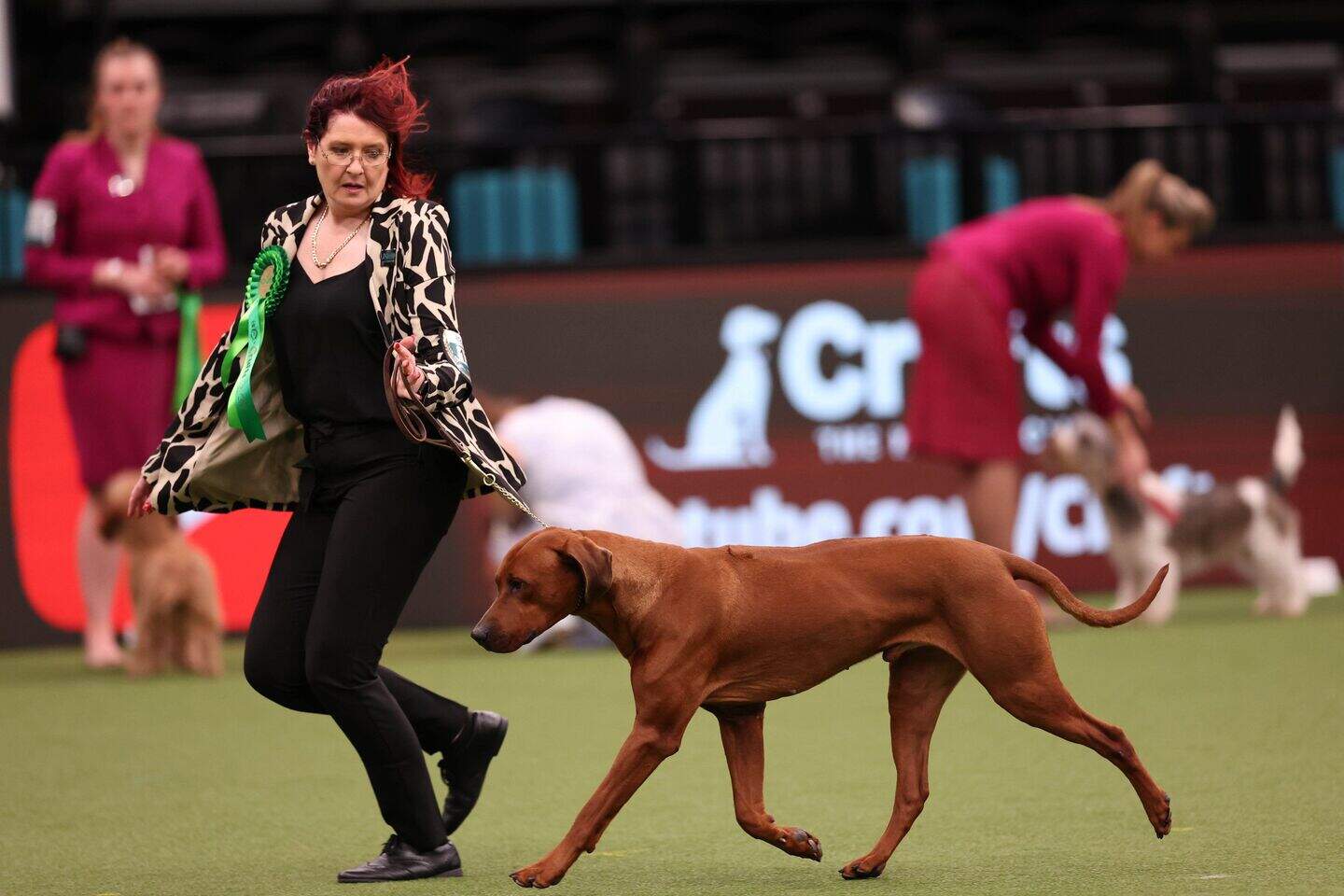 Crufts: Northern Ireland Rhodesian Ridgeback dog Khan wins Best in ...