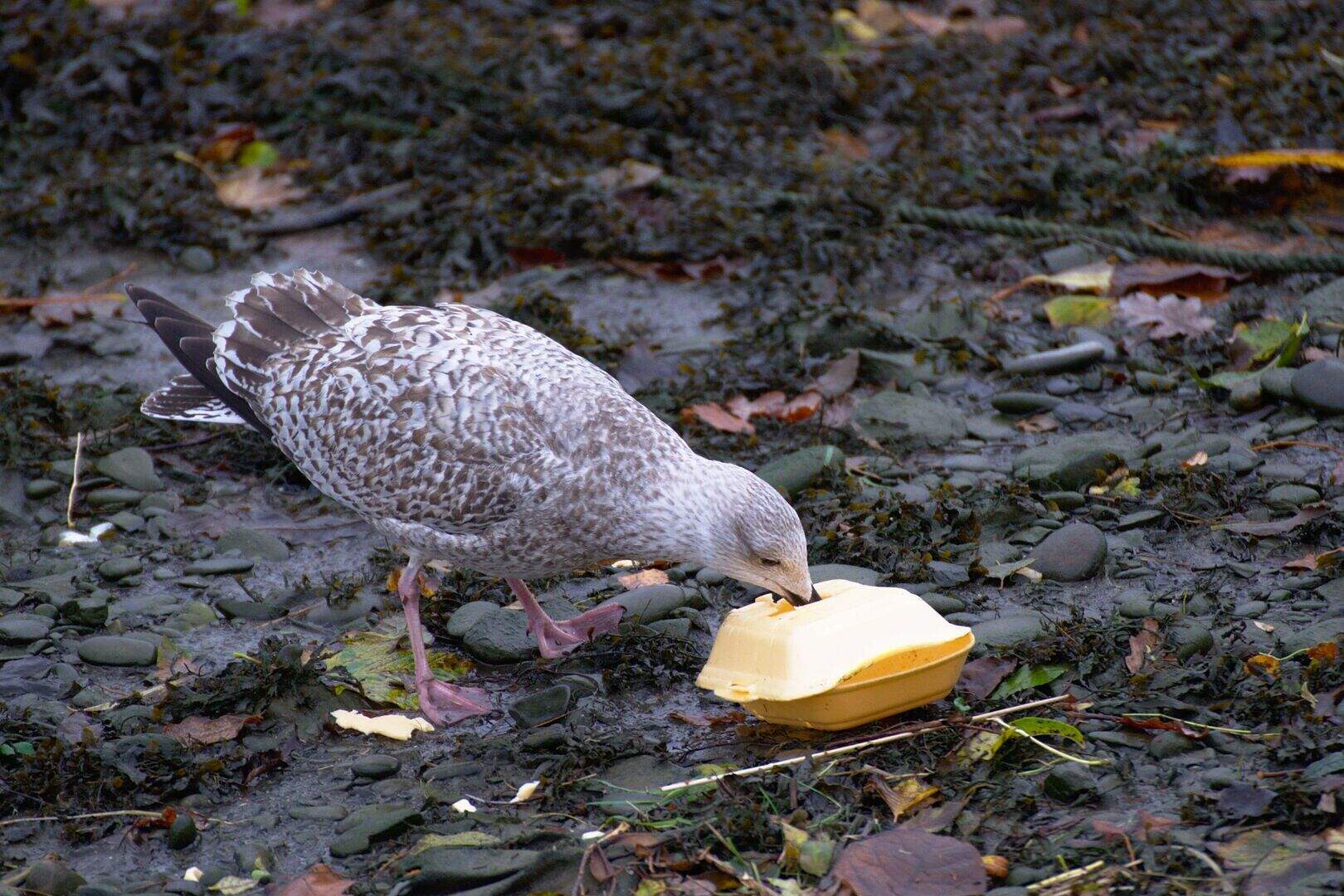 Single-use plastic cutlery and plates to be banned in England | Belfast ...
