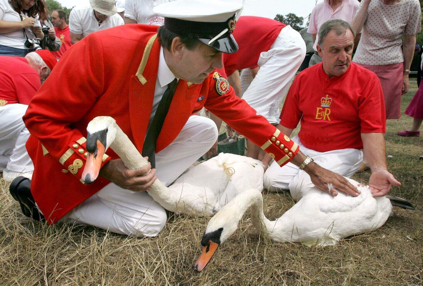 Queen’s swans hit by bird flu virus | Belfast Telegraph