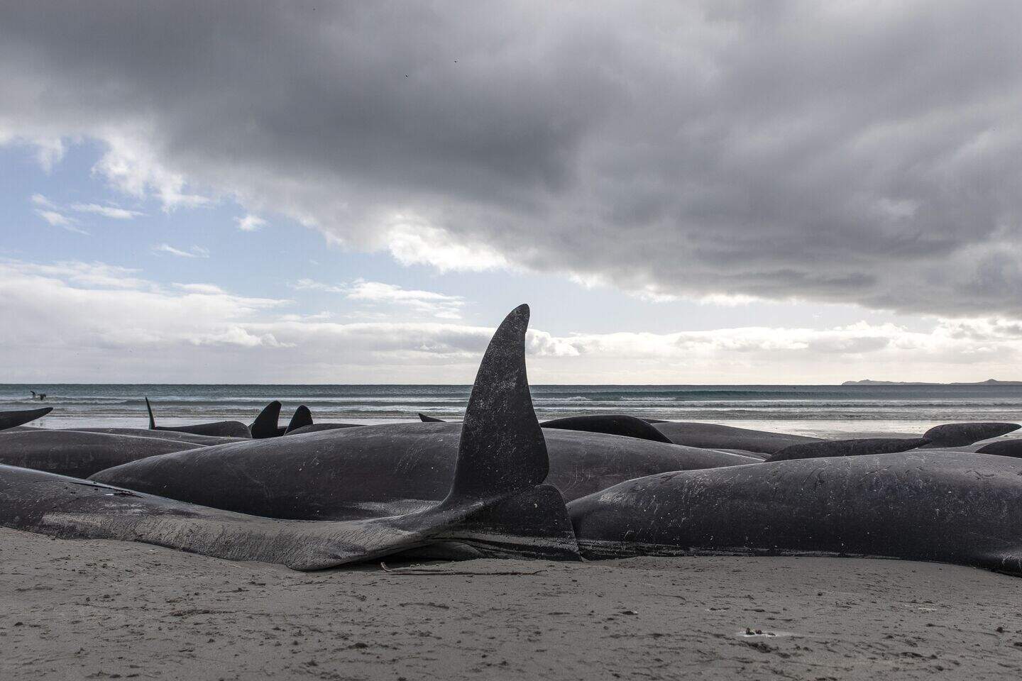 477 whales die in ‘heartbreaking’ New Zealand strandings | Belfast ...