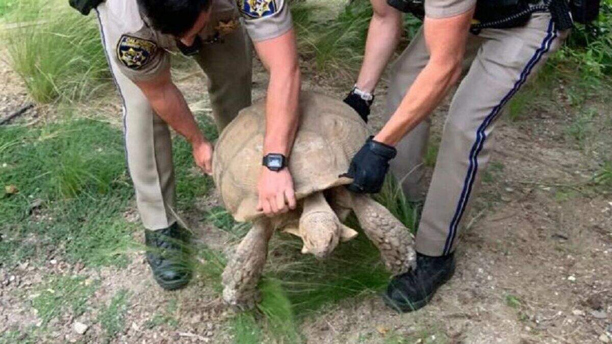 Tortoise picked up by California Highway Patrol | Belfast Telegraph