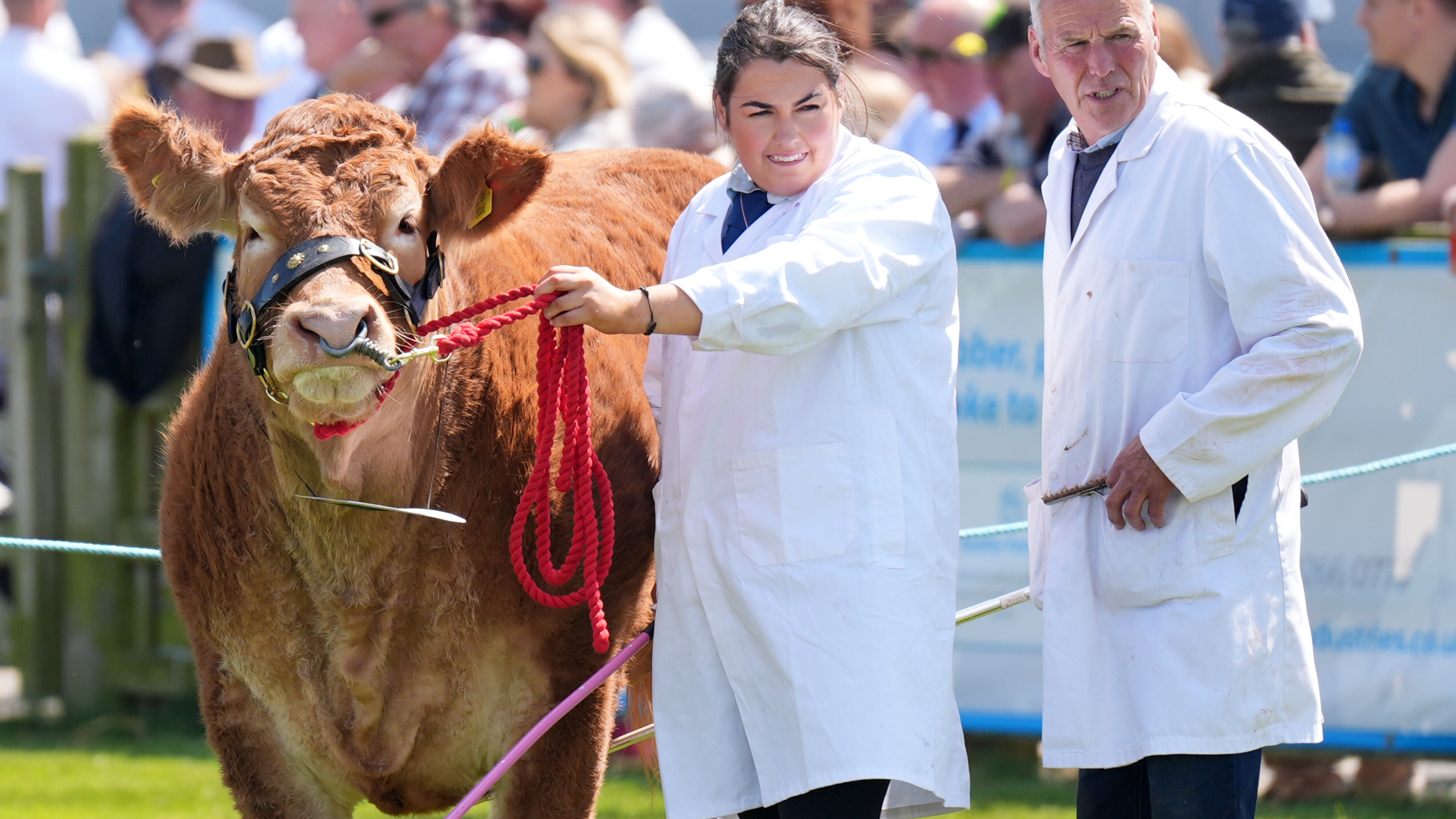 From show jumping rings to sheep pens, the Balmoral Show returns as NI’s biggest rural showcase