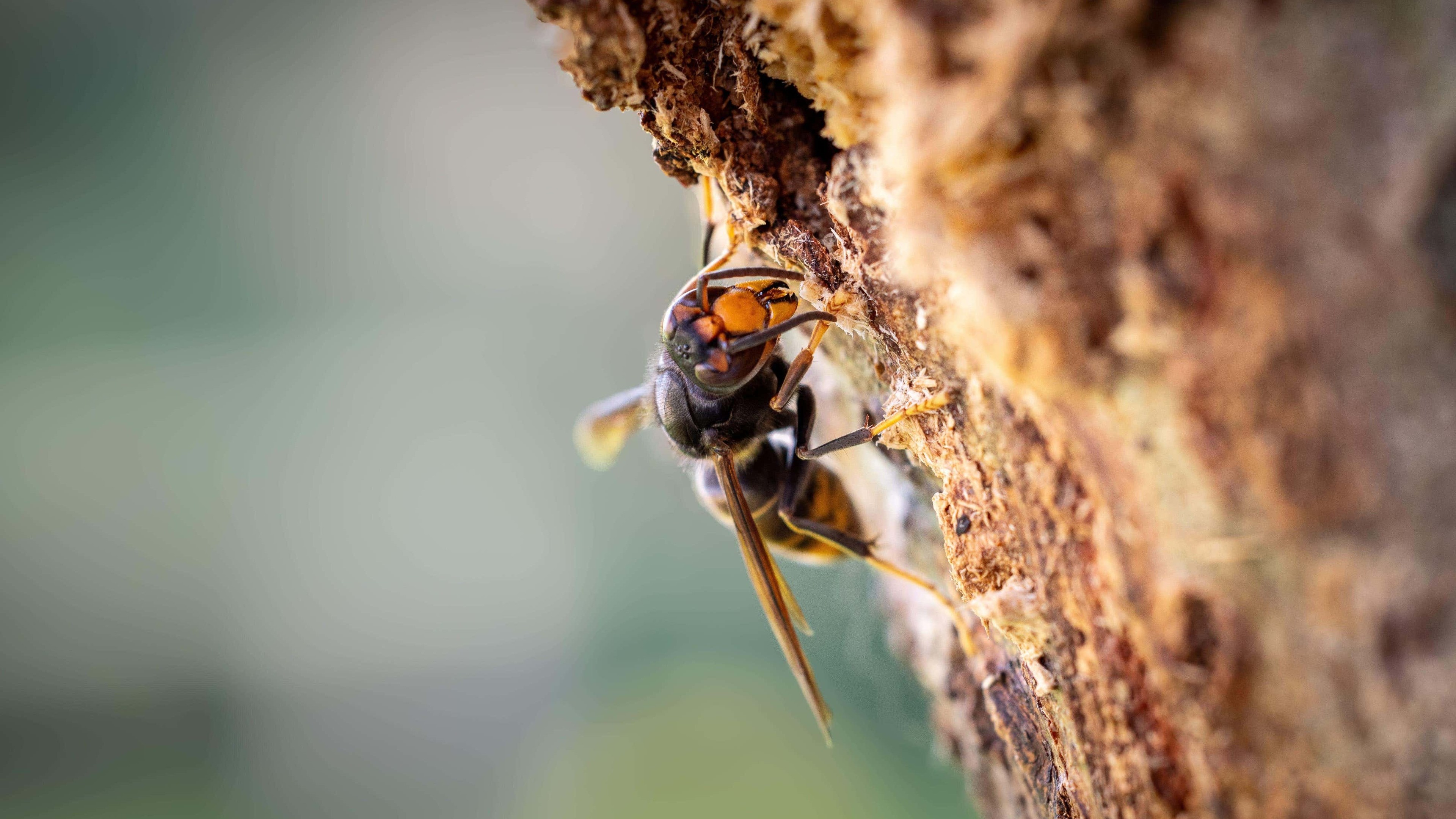 Vigilance urged for sightings of Asian hornets