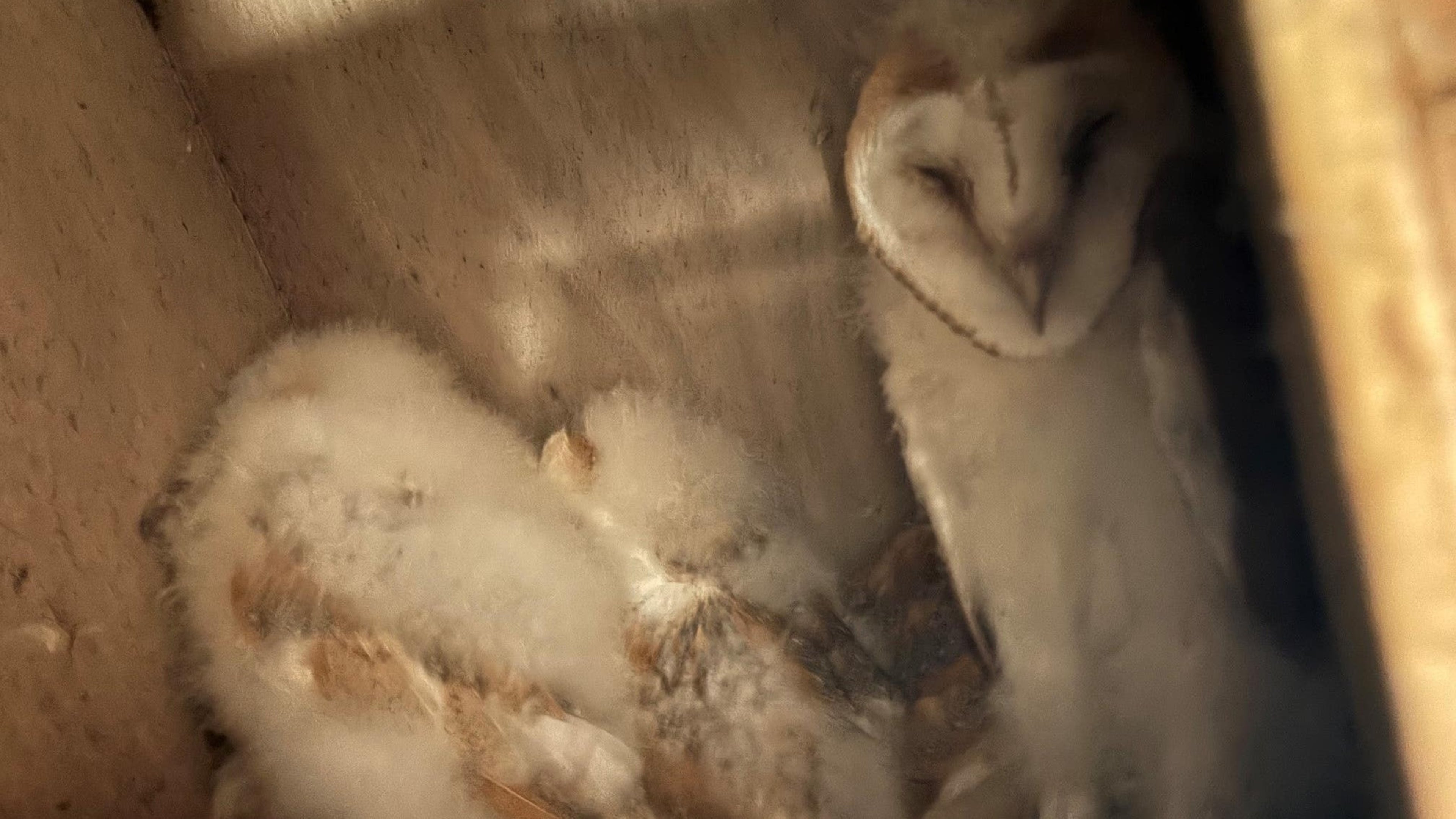 Barn owl chicks thrive as two breeding pairs succeed in Northern Ireland