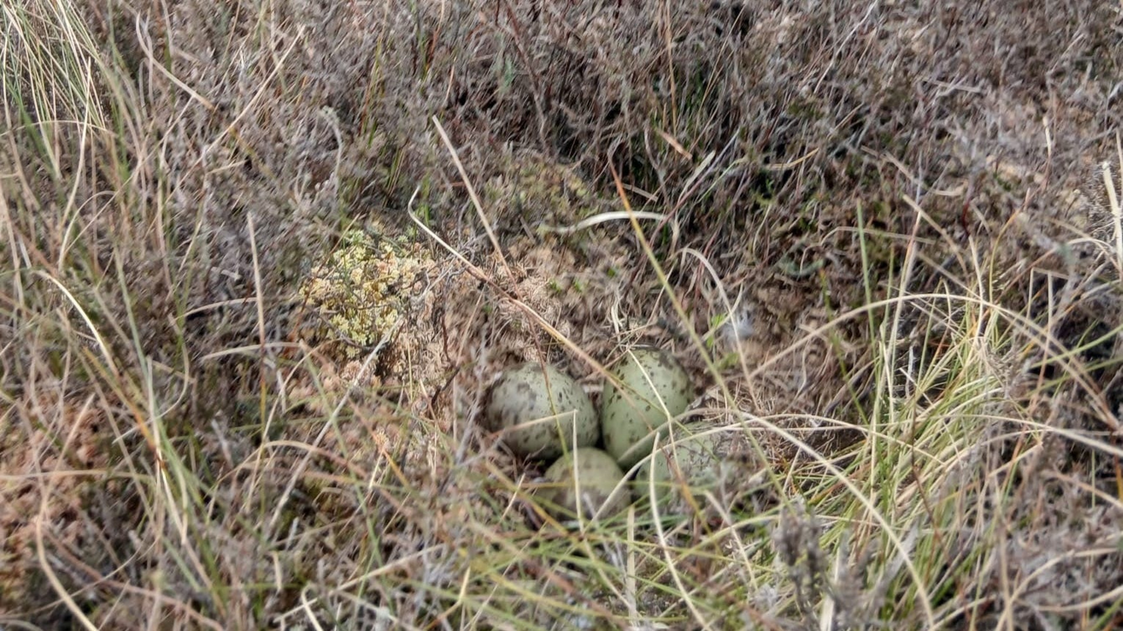 Curlew nest found by crews tackling Co Fermanagh wildfire is removed to safety