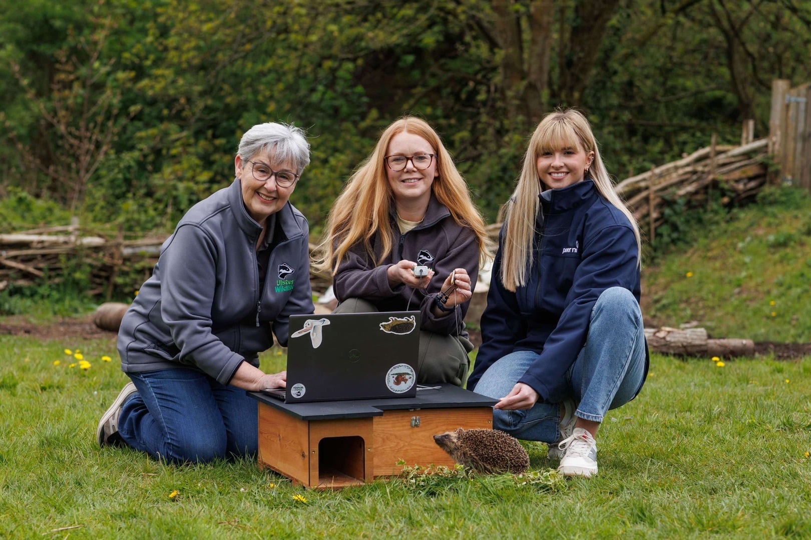 First project tracking hedgehogs in Northern Ireland to help protect ...
